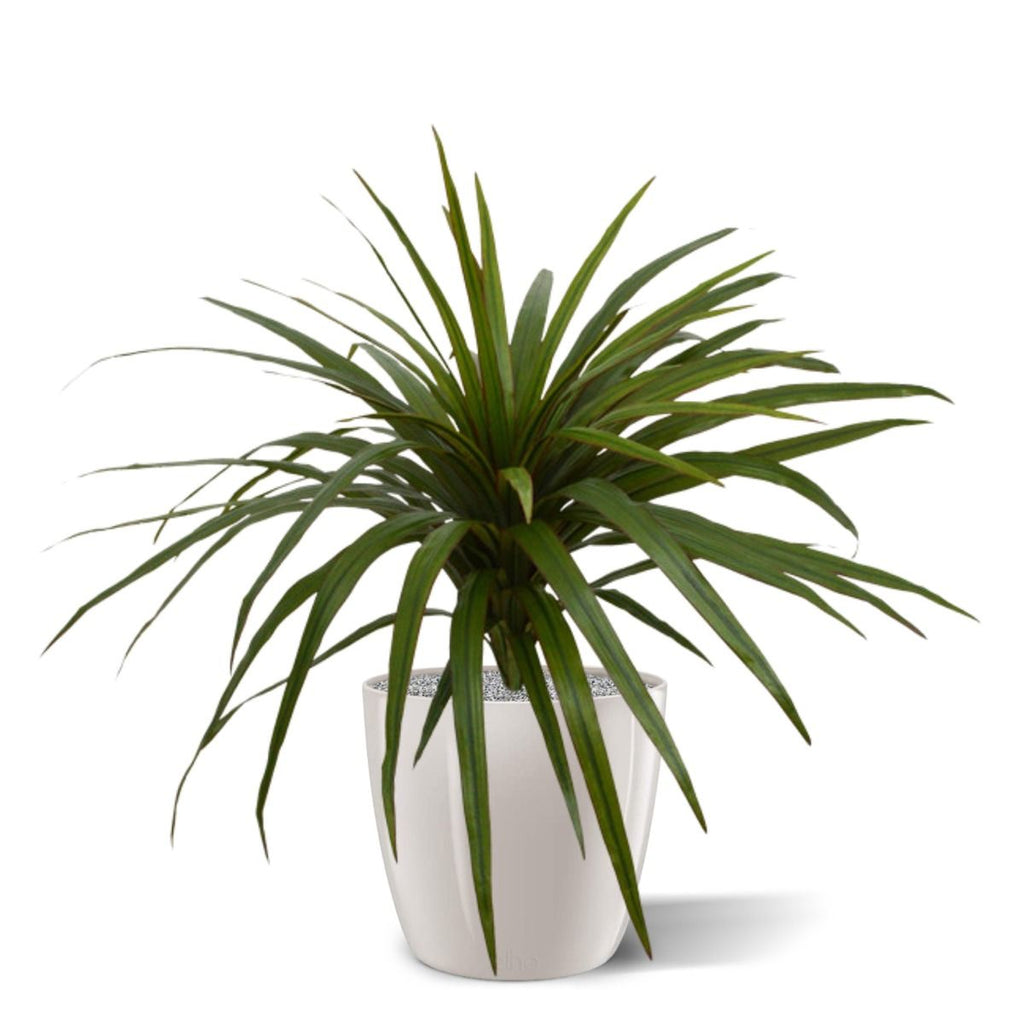 Draceana Marginata kunstplant 50cm