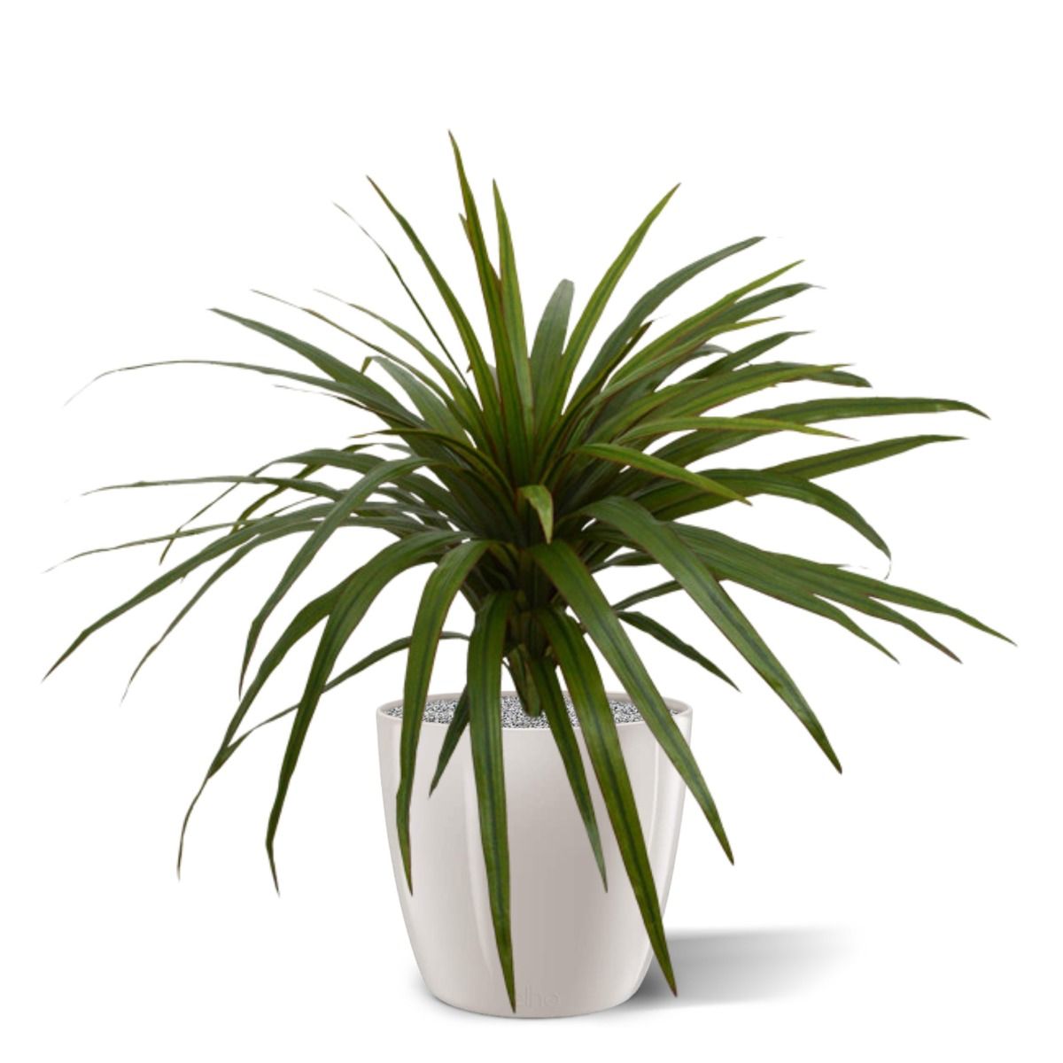Draceana Marginata kunstplant 50cm