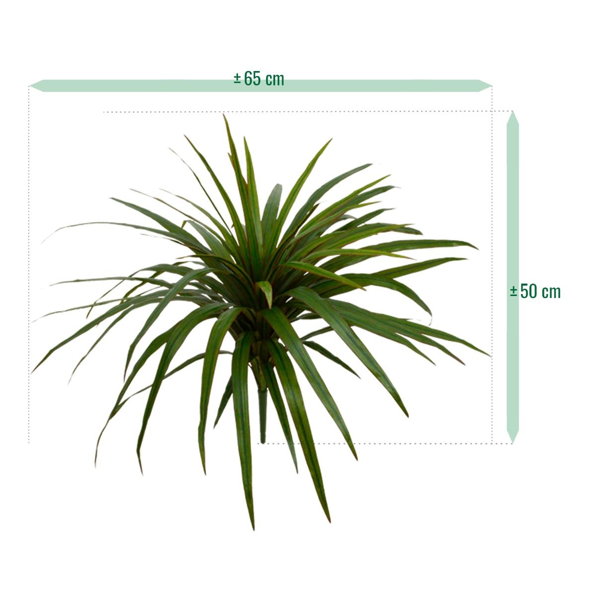 Draceana Marginata kunstplant 50cm