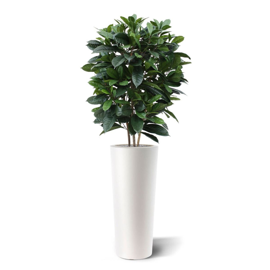 Ficus Cyathistipula deluxe kunstplant 120cm