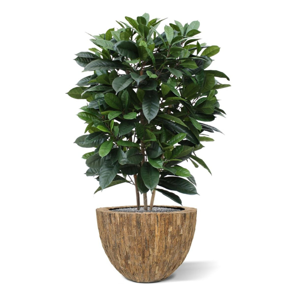 Ficus Cyathistipula deluxe kunstplant 120cm