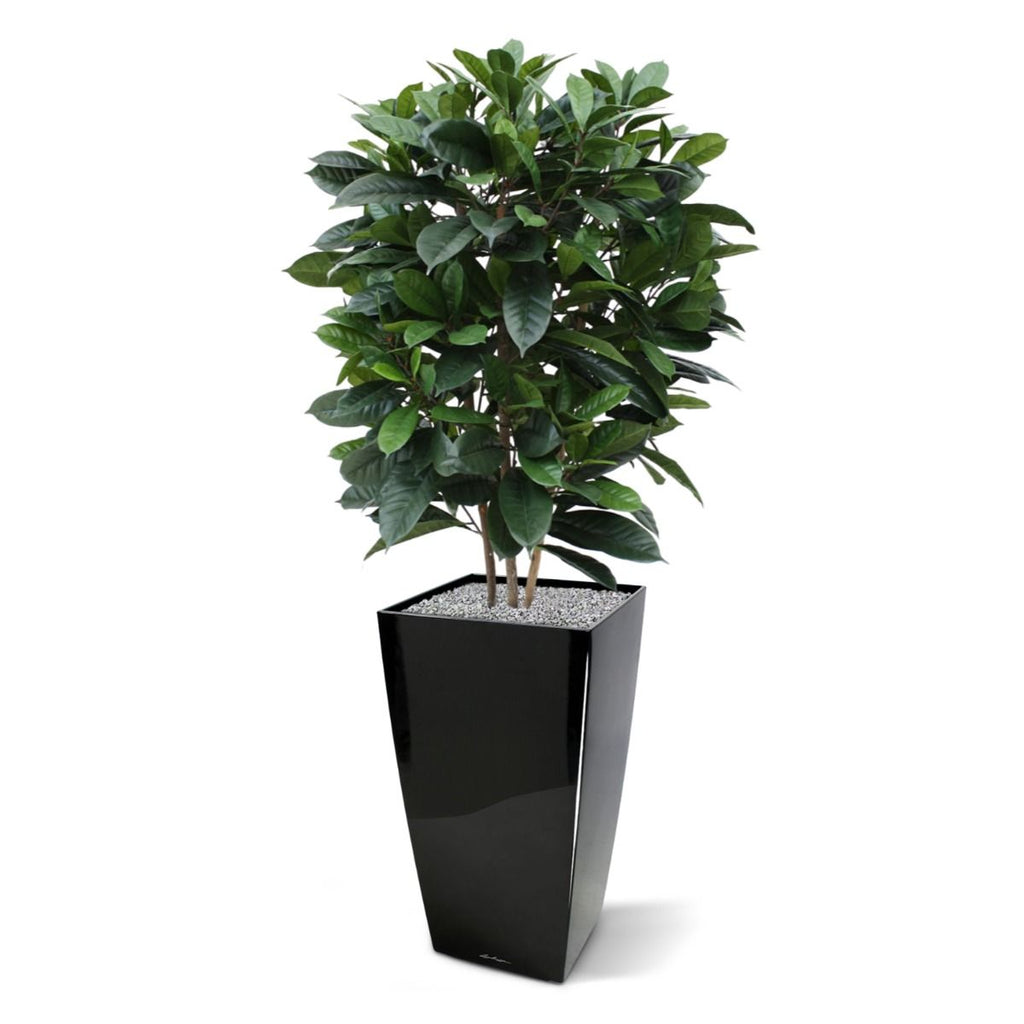 Ficus Cyathistipula deluxe kunstplant 120cm