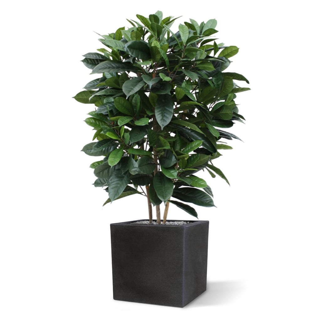 Ficus Cyathistipula deluxe kunstplant 120cm