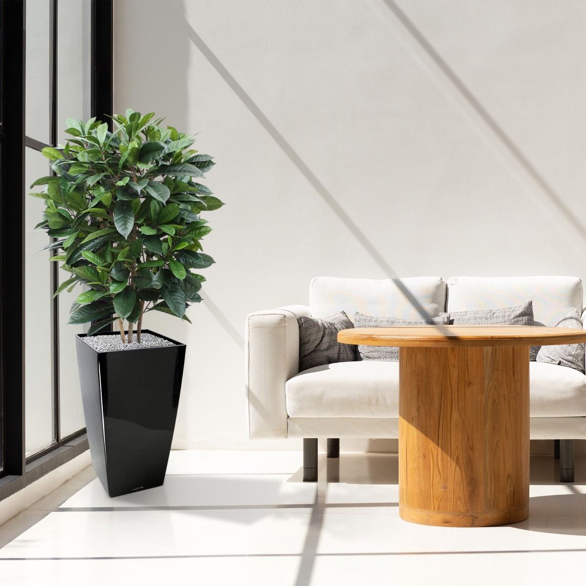 Ficus Cyathistipula deluxe kunstplant 120cm