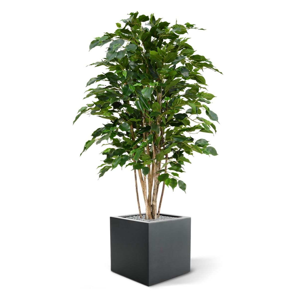 Ficus Exotica deluxe kunstplant 125cm - groen