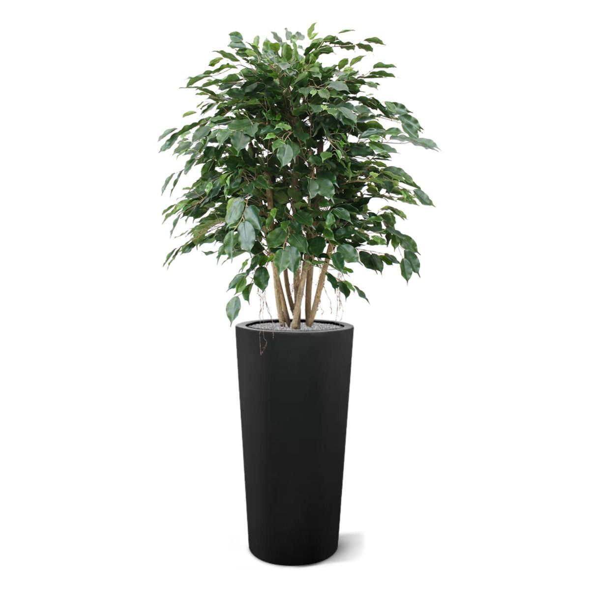 Ficus Exotica XL kunstplant 110cm