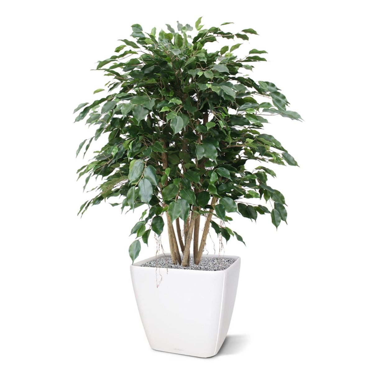 Ficus Exotica XL kunstplant 110cm