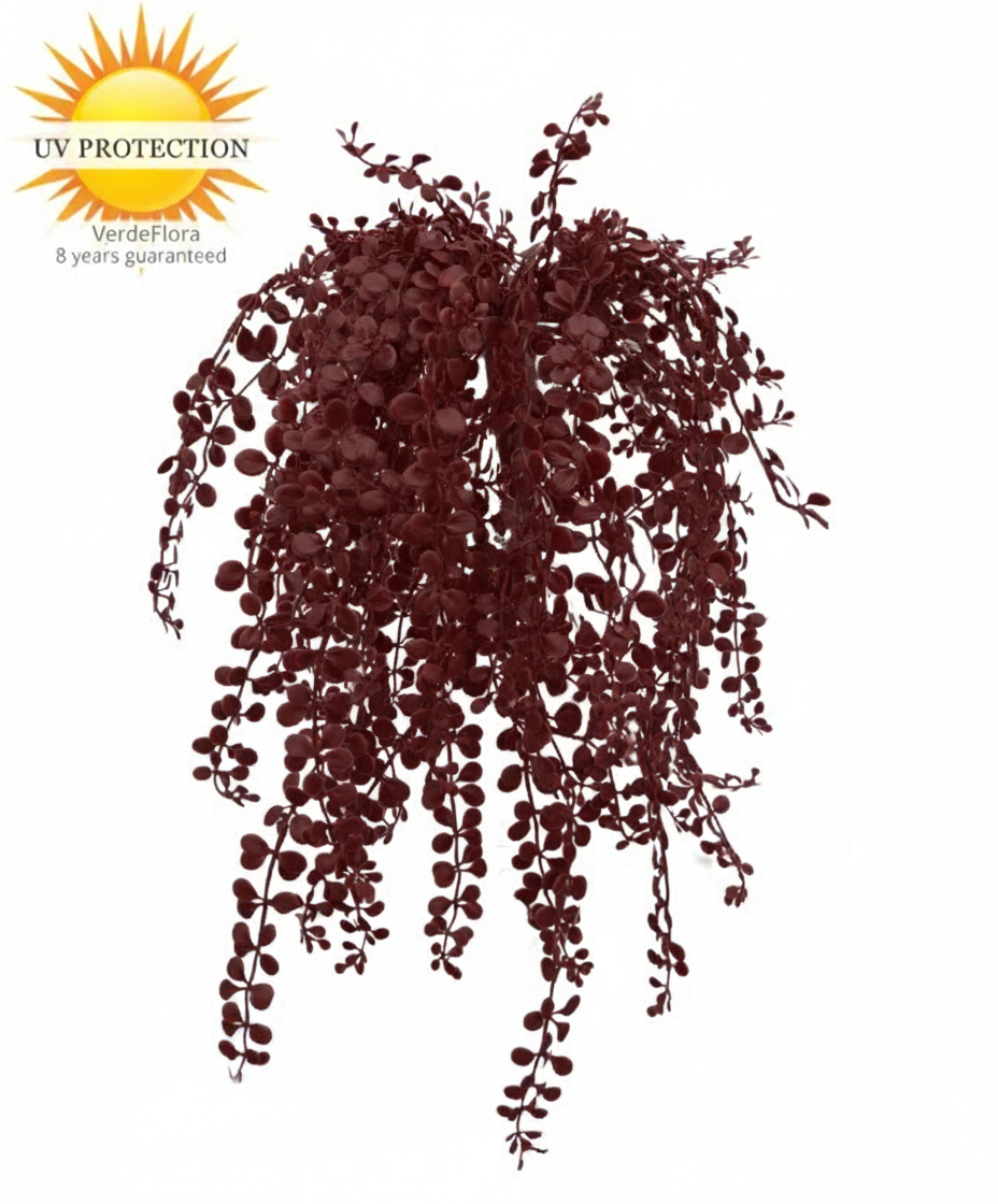 Hangplant voor buiten: Dischidia burgundy, UV-bestendig