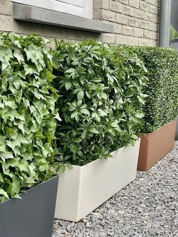 Kunstwerk voor buiten: Schefflera-haag op frame met UV-bescherming