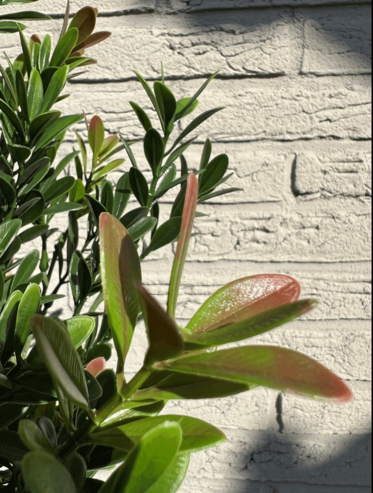 Kunstbuxus struik voor buiten 50cm UV