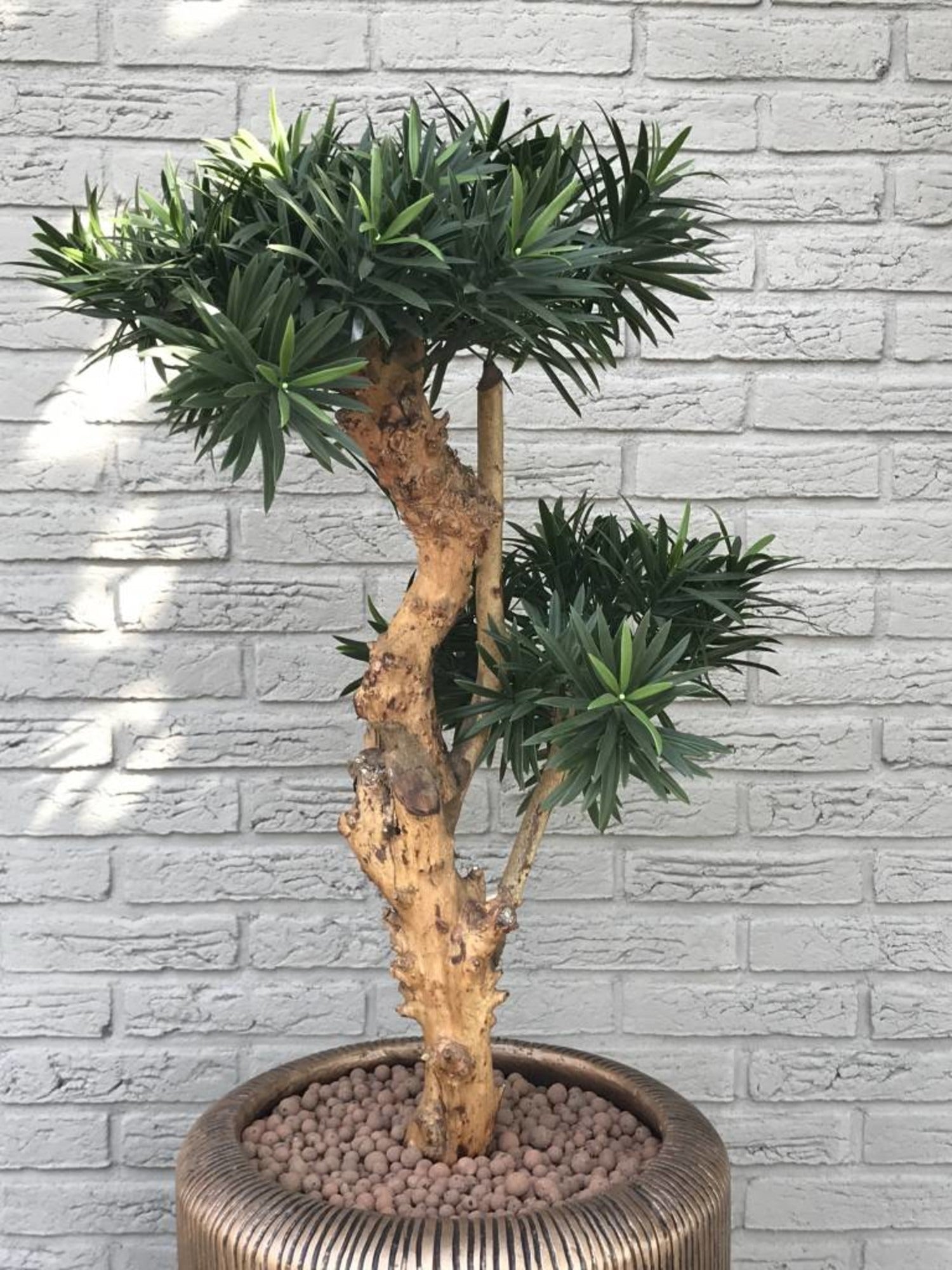Kunstmatige Podocarpus-plant voor buiten op een echte houten stam van 70 cm met UV-bescherming.
