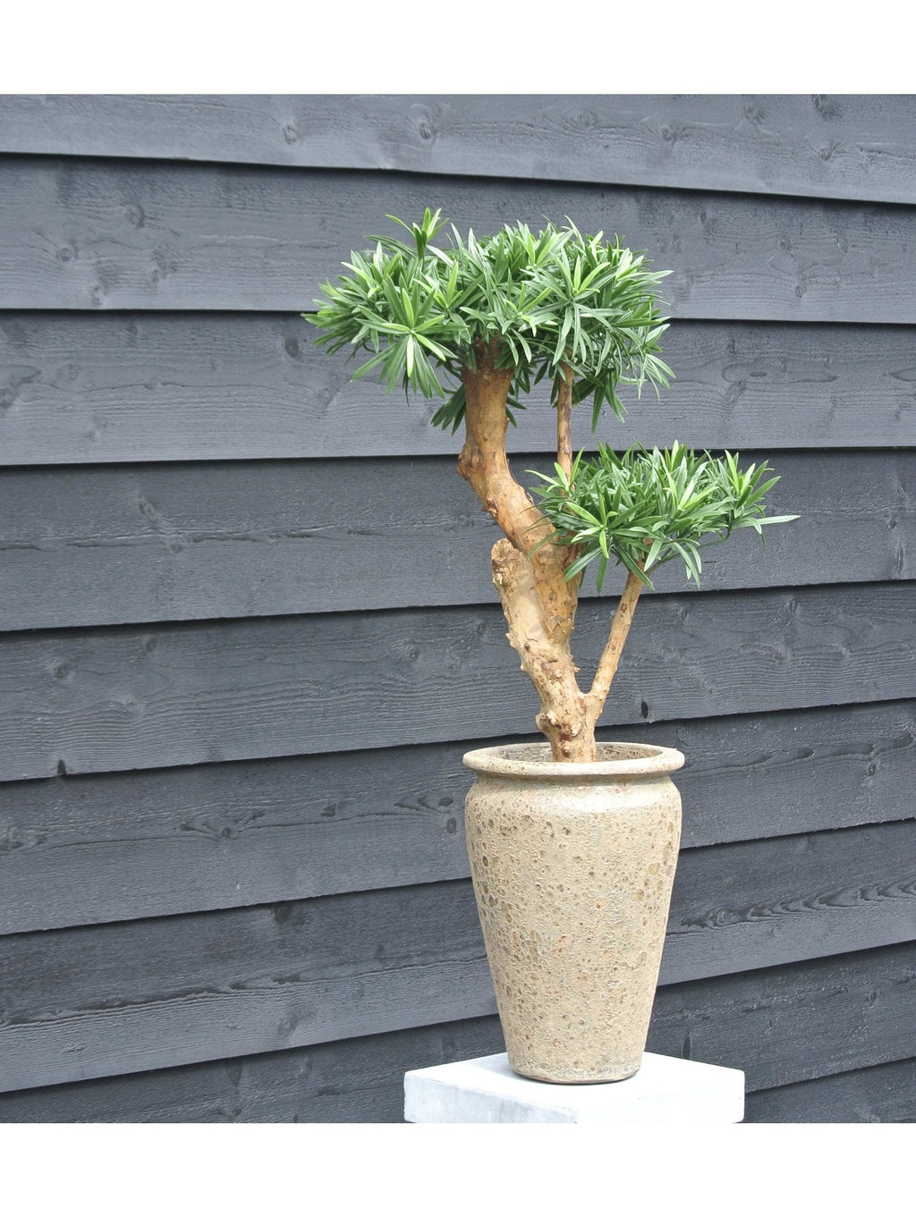 Kunstmatige Podocarpus-plant voor buiten op een echte houten stam van 70 cm met UV-bescherming.