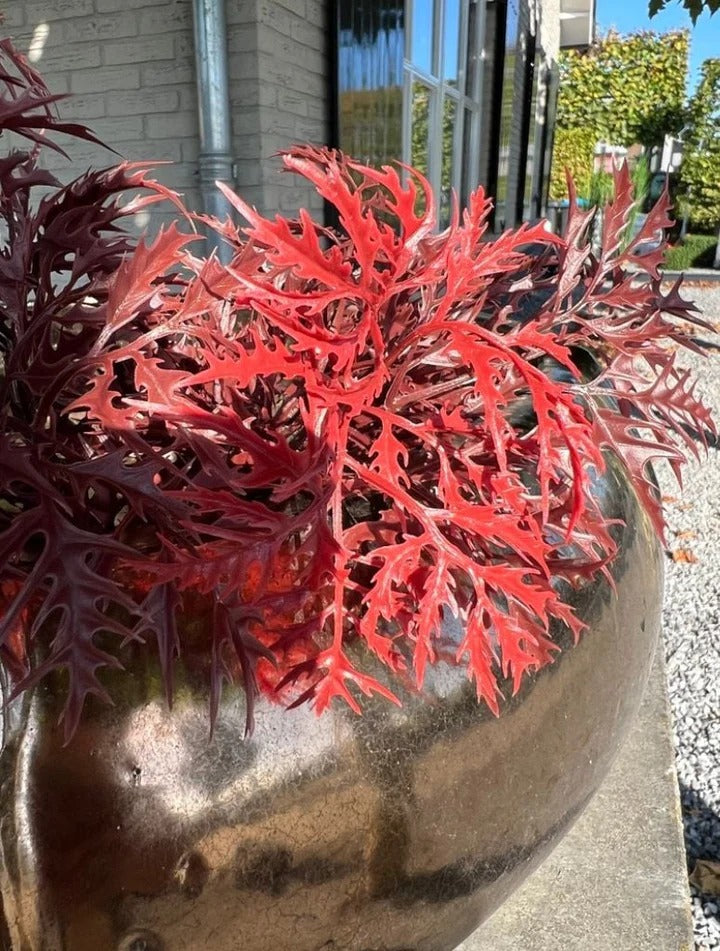 Ming Aralia bordeauxrode tak 50cm UV