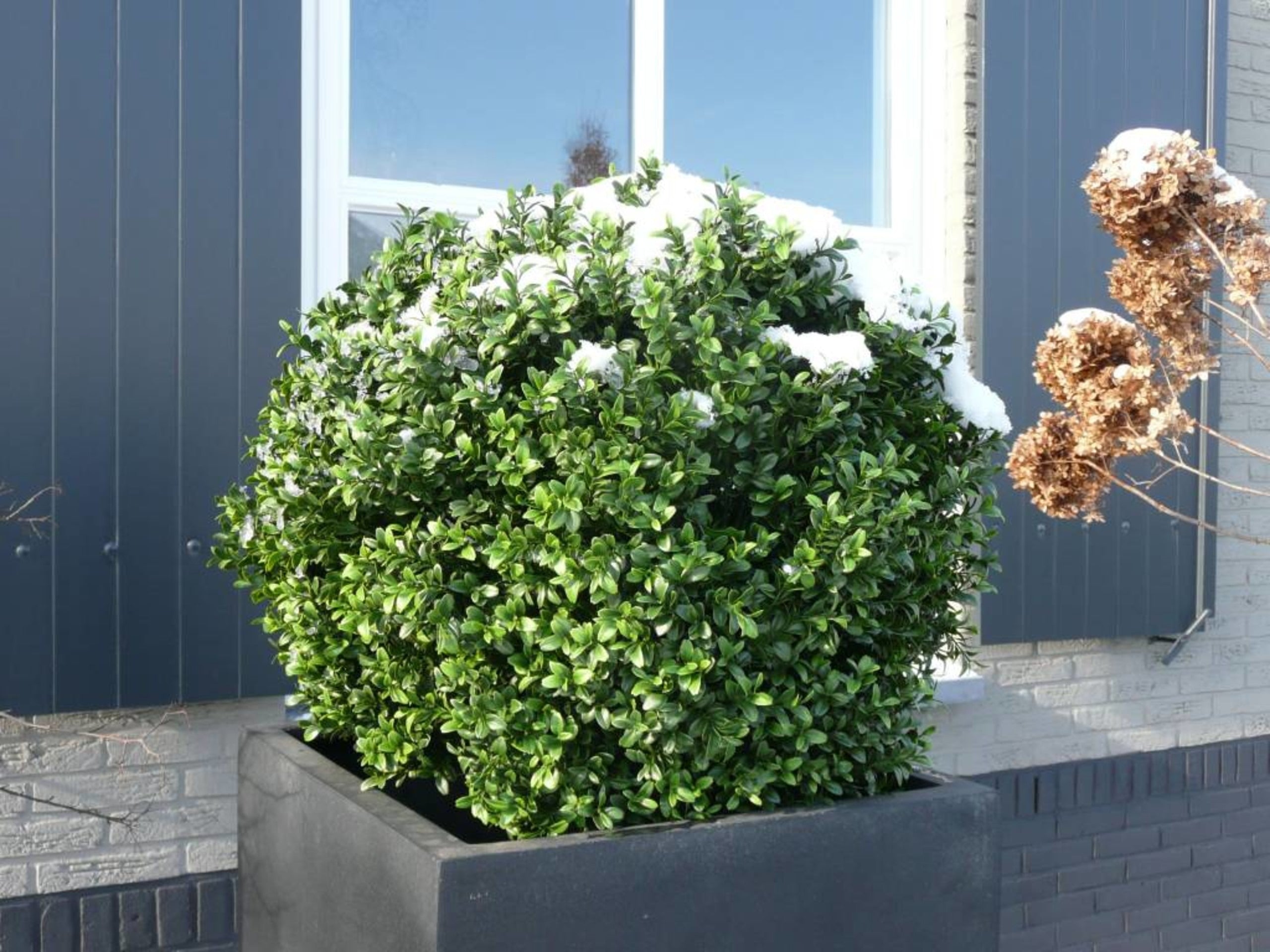Buxusbol van 40 cm voor buiten, UV-beschermd
