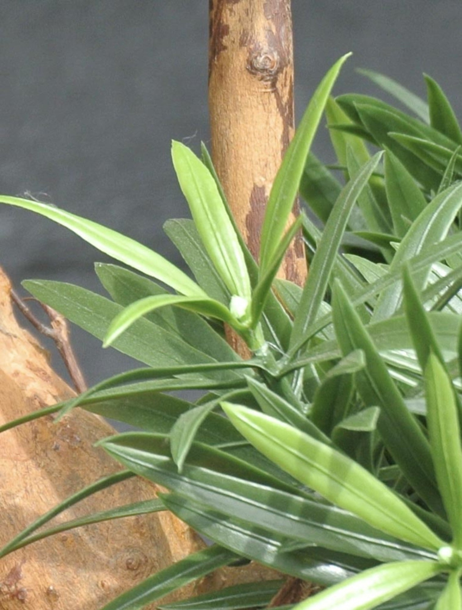 Kunstmatige Podocarpus-plant voor buiten op een echte houten stam van 70 cm met UV-bescherming.