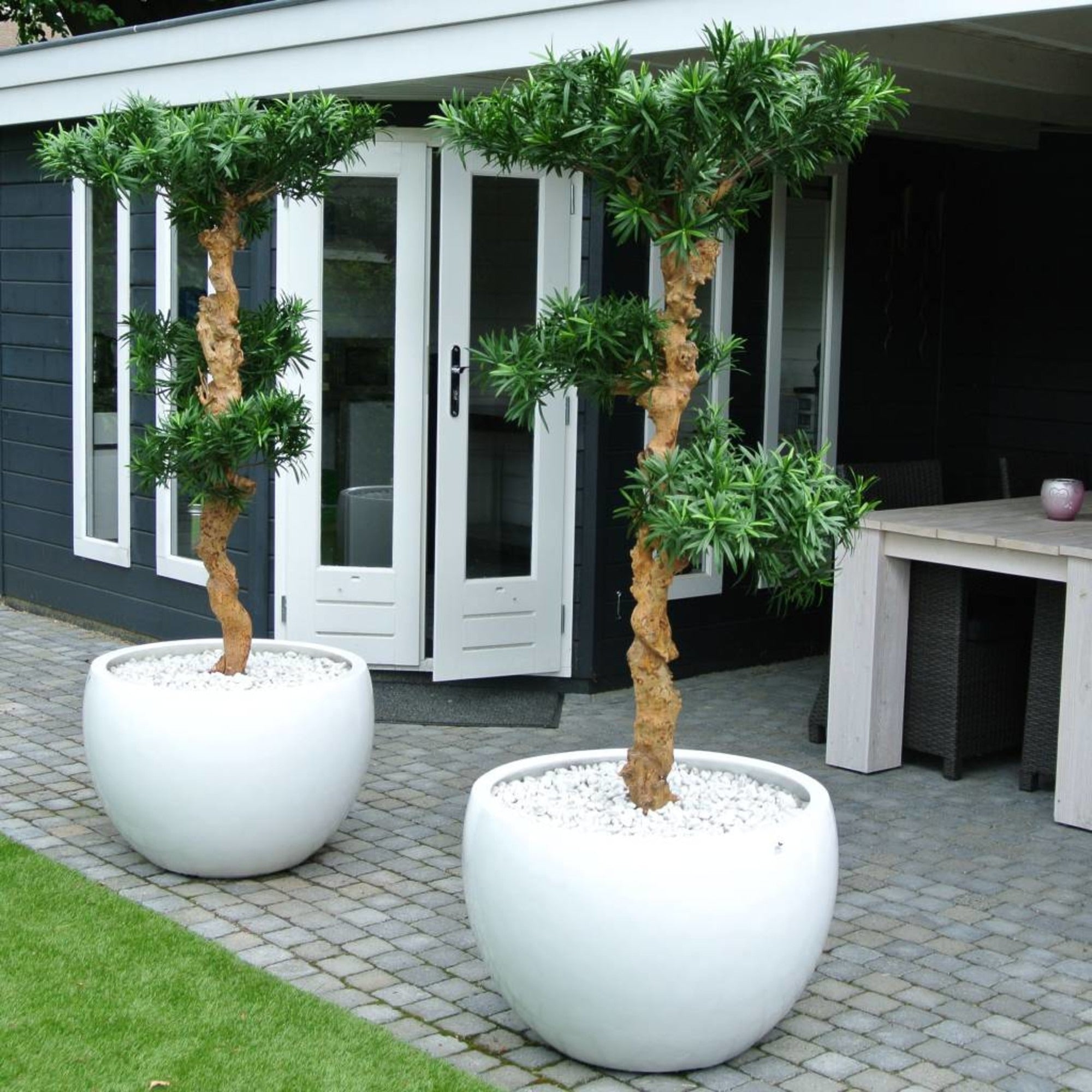 Kunstmatige Podocarpus bonsai voor buiten, 160 cm hoog, UV-beschermd.