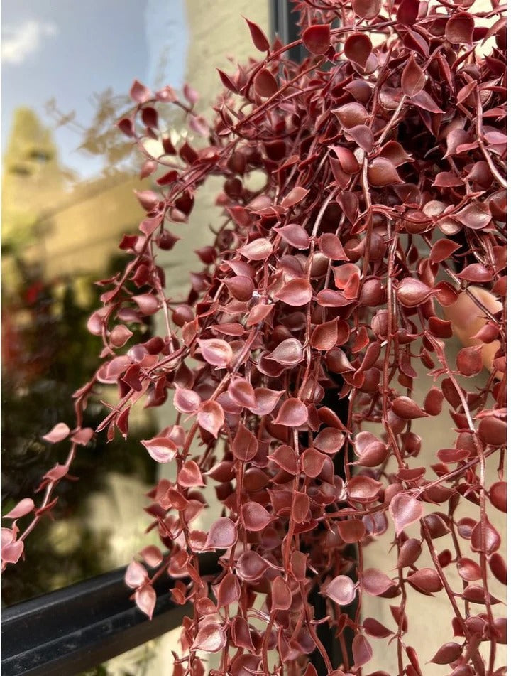 Hangplant voor buiten: Callisia burgundy, UV-bestendig