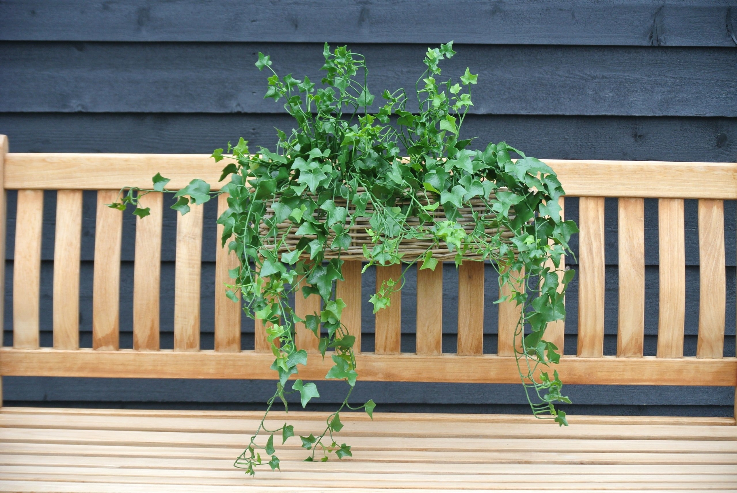 Kunstmatige hangplant met klimop, 65 cm hoog, UV-beschermd, geschikt voor buiten.