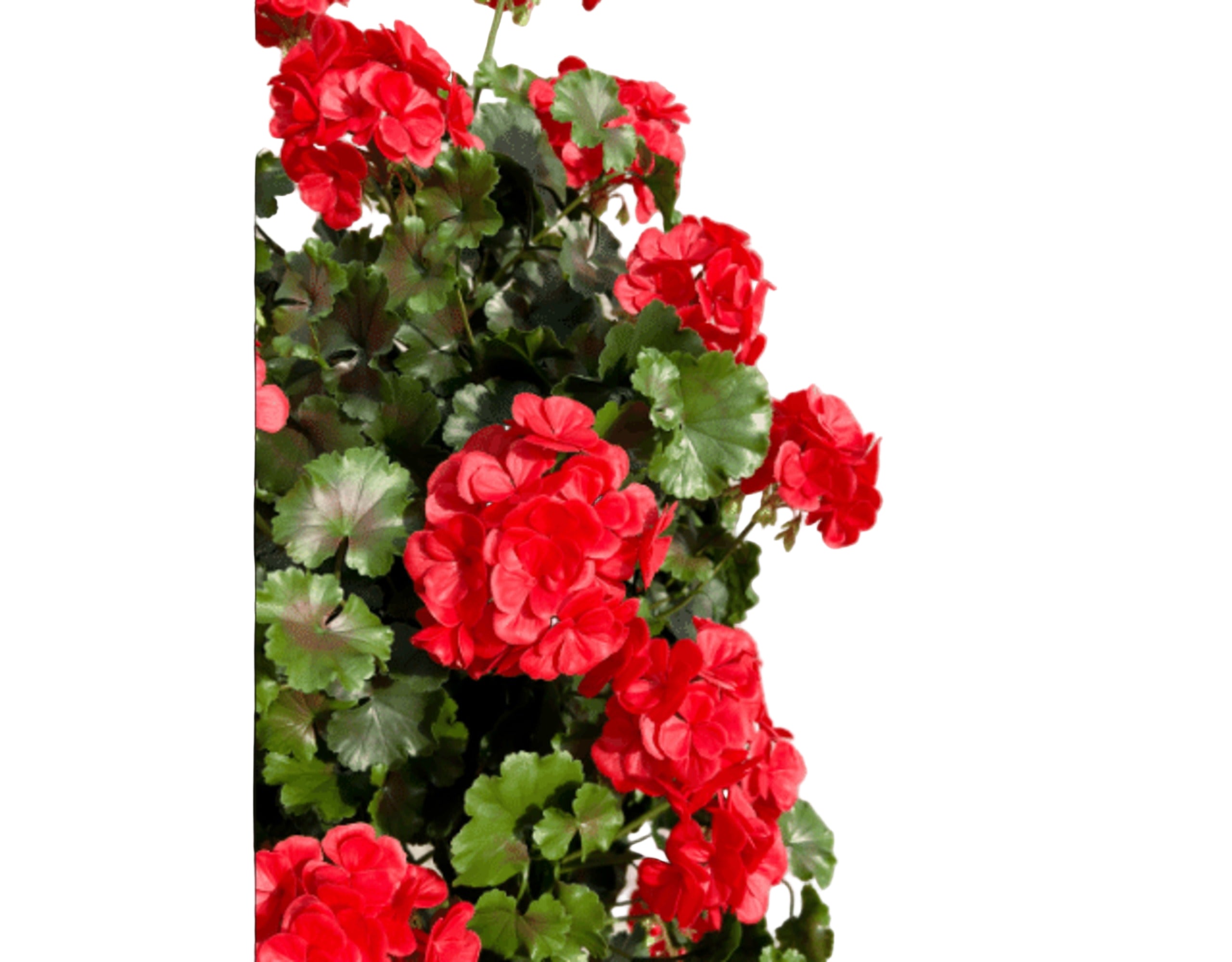 Geraniumpiramide rood UV kunstplant 110cm