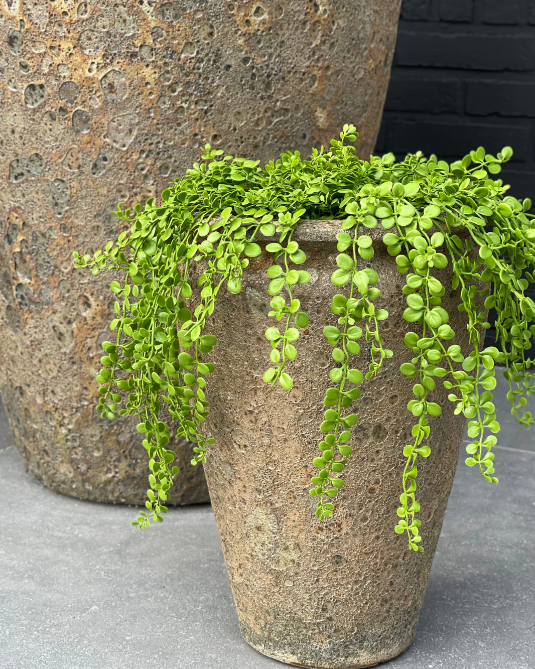 Dischidia nummularia kunst hangplant 40cm UV