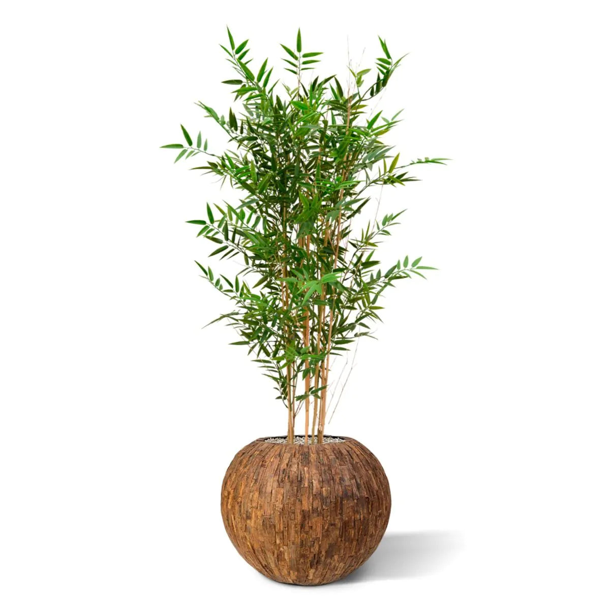 Hoogwaardige bamboeplant voor buiten, 120 cm hoog, UV-beschermd.