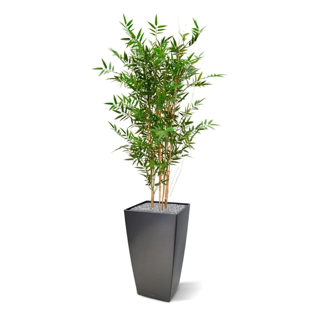 Hoogwaardige bamboeplant voor buiten, 120 cm hoog, UV-beschermd.