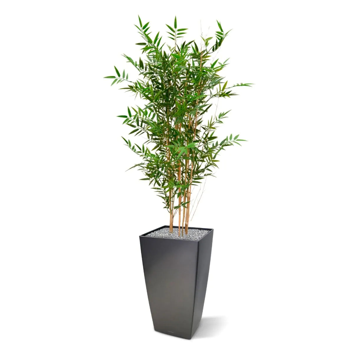 Hoogwaardige bamboeplant voor buiten, 120 cm hoog, UV-beschermd.