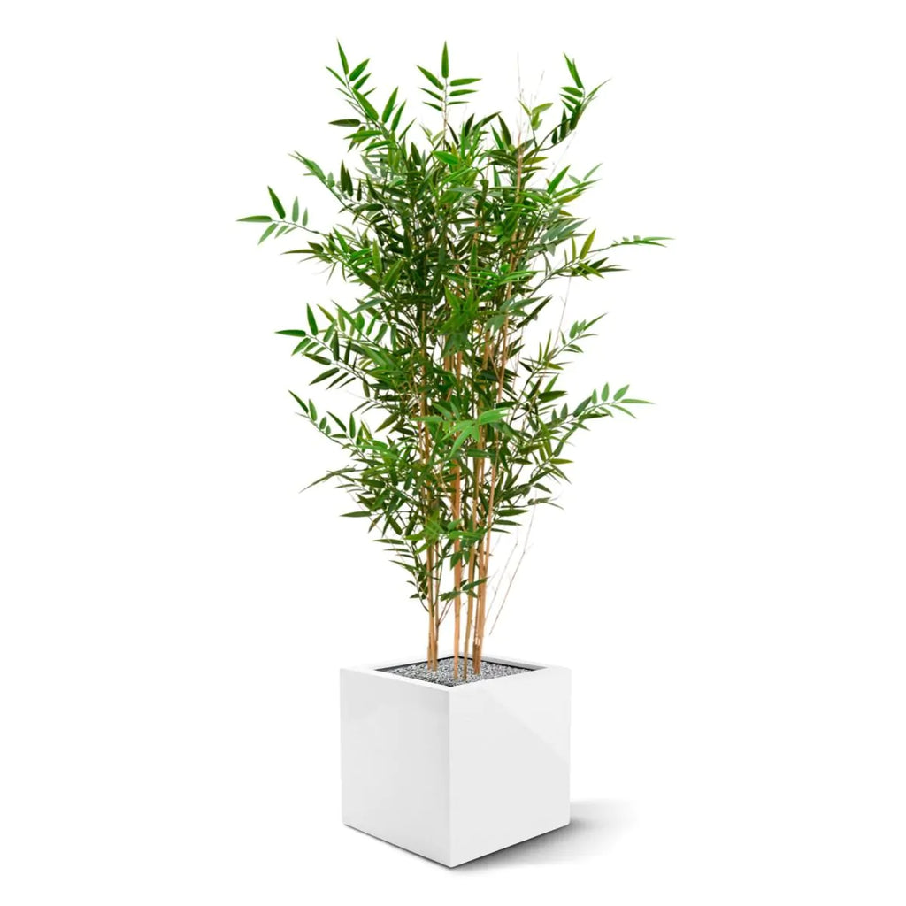 Hoogwaardige bamboeplant voor buiten, 120 cm hoog, UV-beschermd.