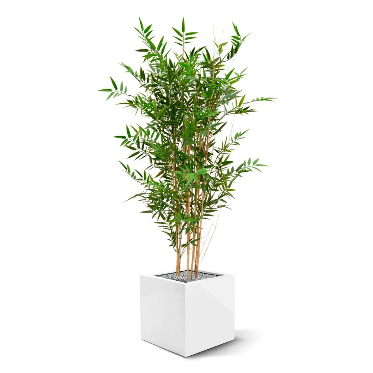 Hoogwaardige bamboeplant voor buiten, 120 cm hoog, UV-beschermd.