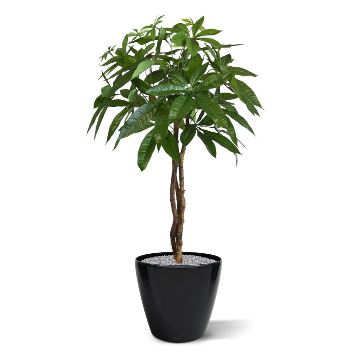 Pachira bal kunstplant op stam 75cm
