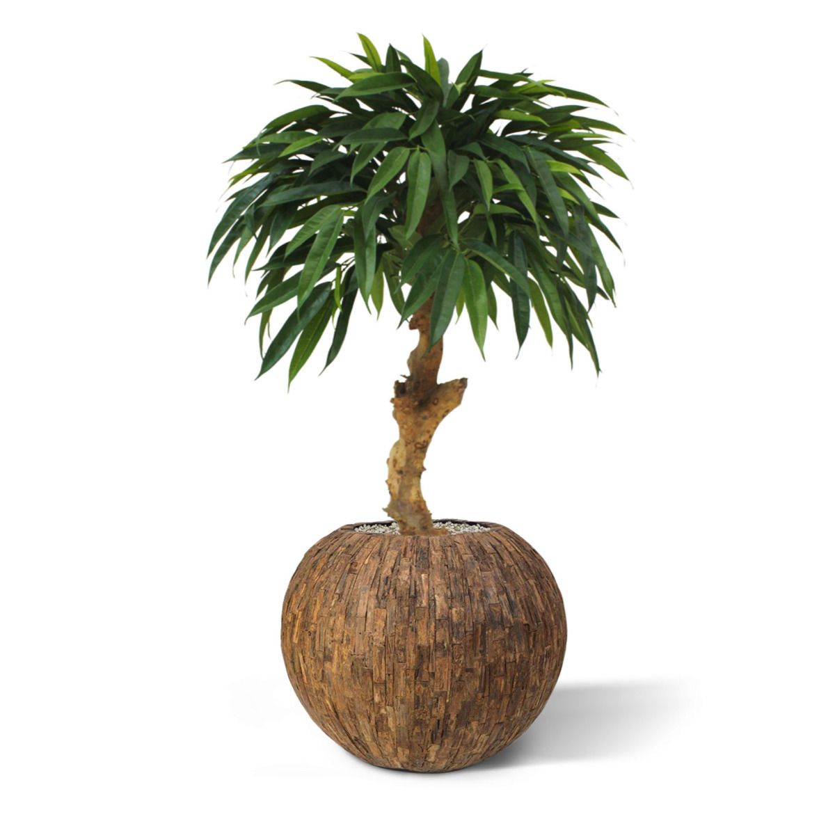 Longifolia Royal kunstboom op stam 90cm