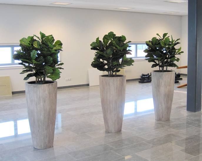 Lyrata deluxe kunstplant 95cm
