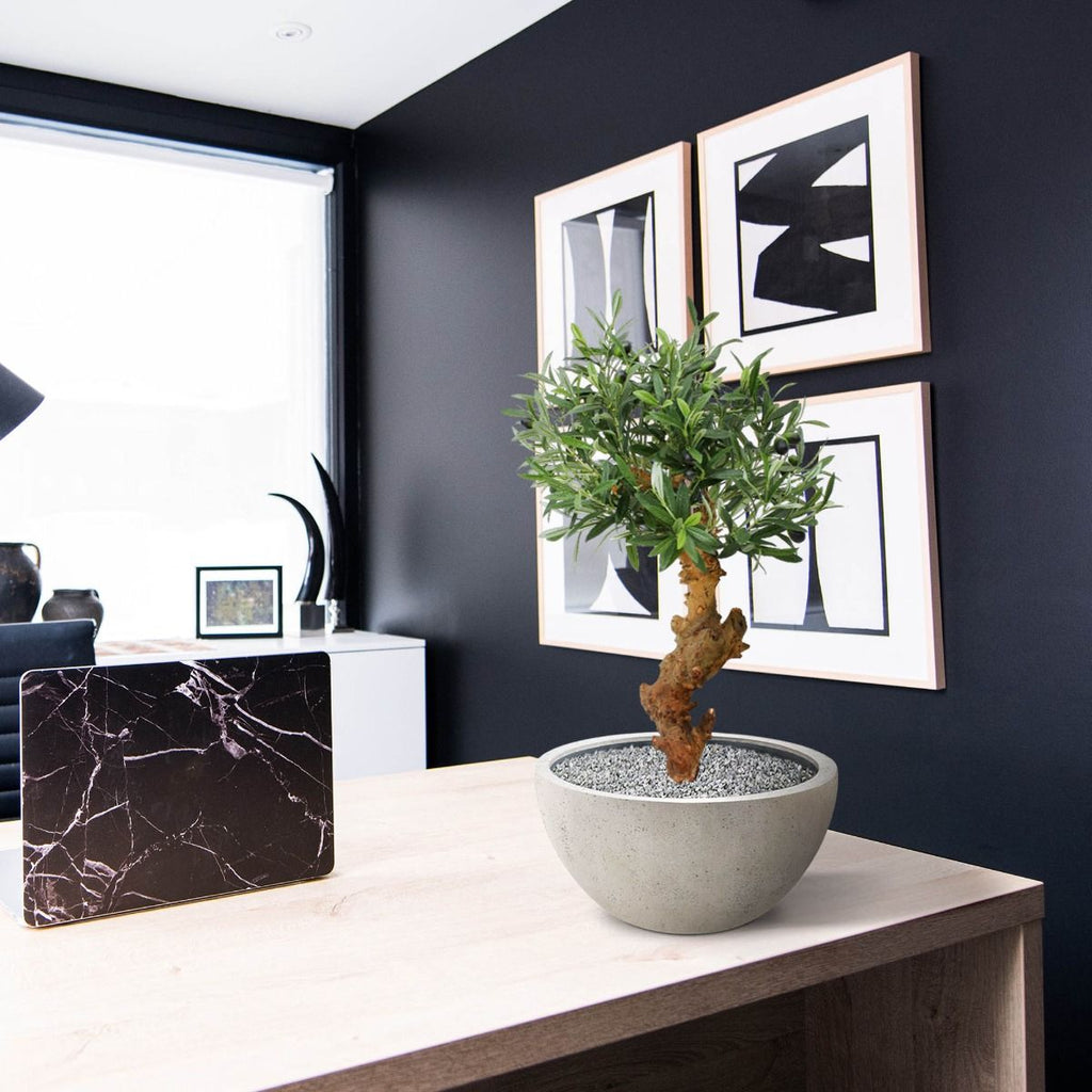 Olijf Bonsai deluxe kunstboom op voet 60cm
