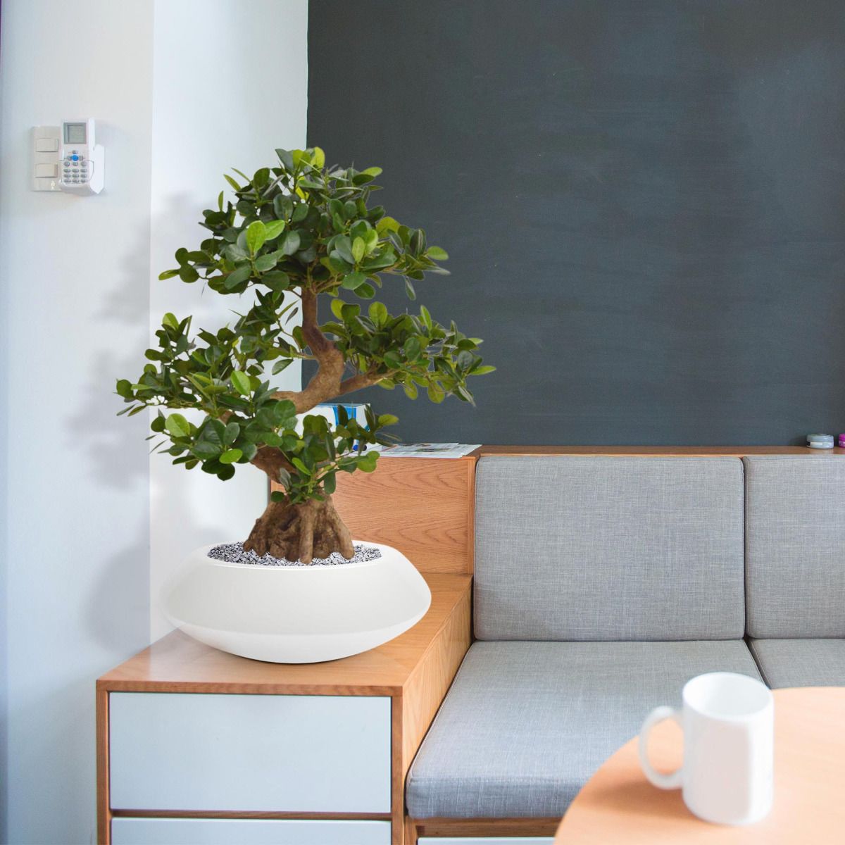 Panda Bonsai kunstboom op voet 70cm