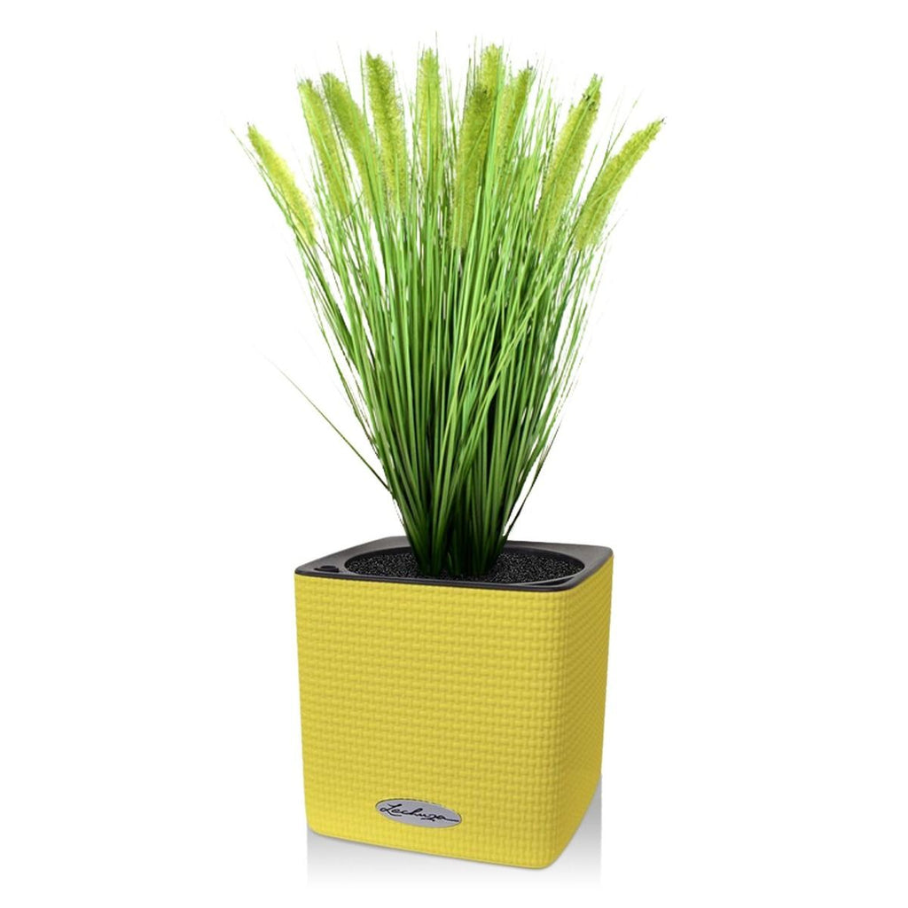 Pennisetum kunst Pluimgras plant 50cm in pot 12cm