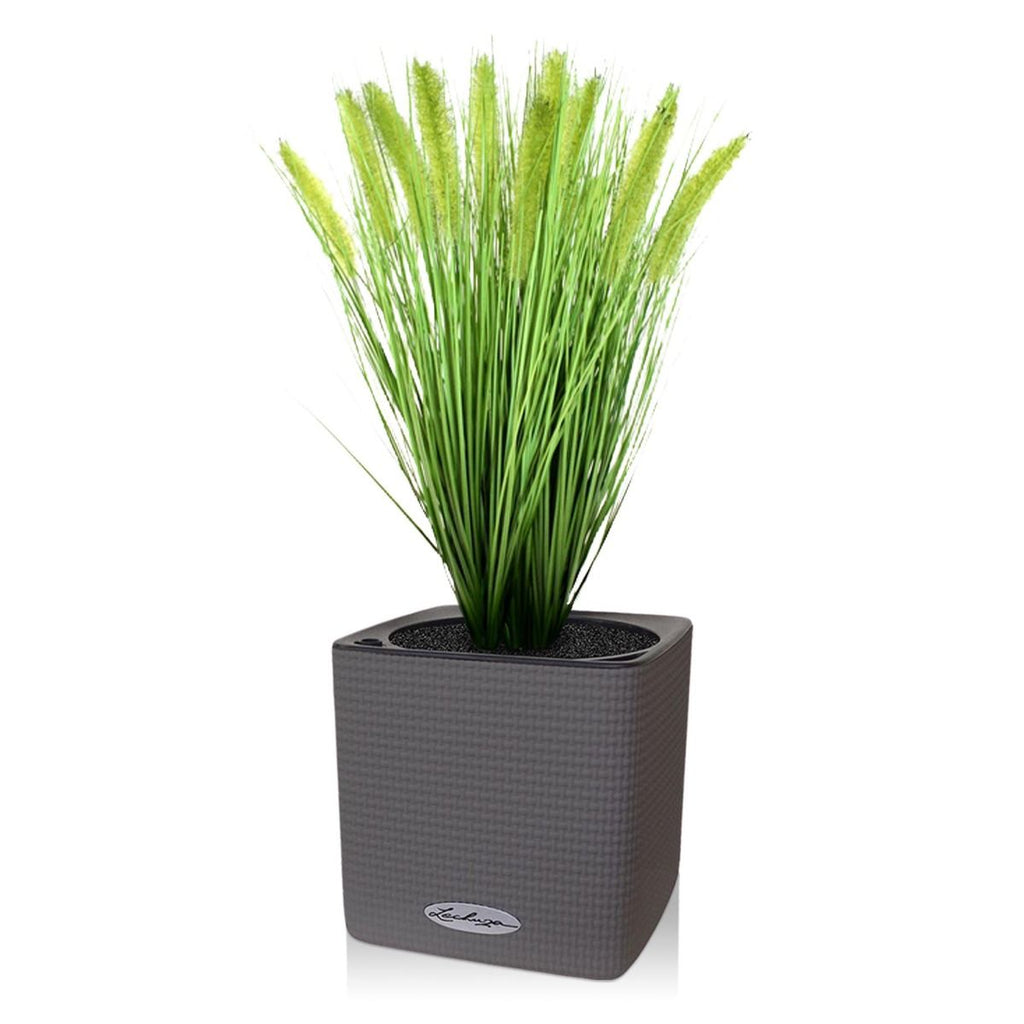 Pennisetum kunst Pluimgras plant 50cm in pot 12cm