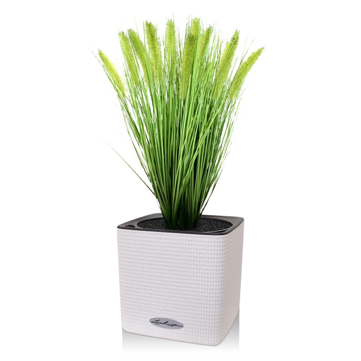 Pennisetum kunst Pluimgras plant 50cm in pot 12cm