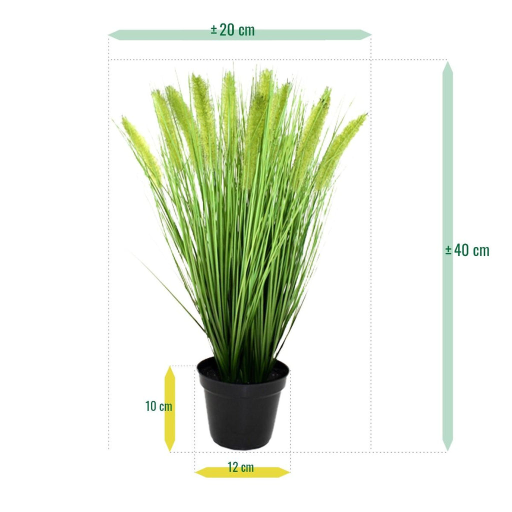 Pennisetum kunst Pluimgras plant 50cm in pot 12cm