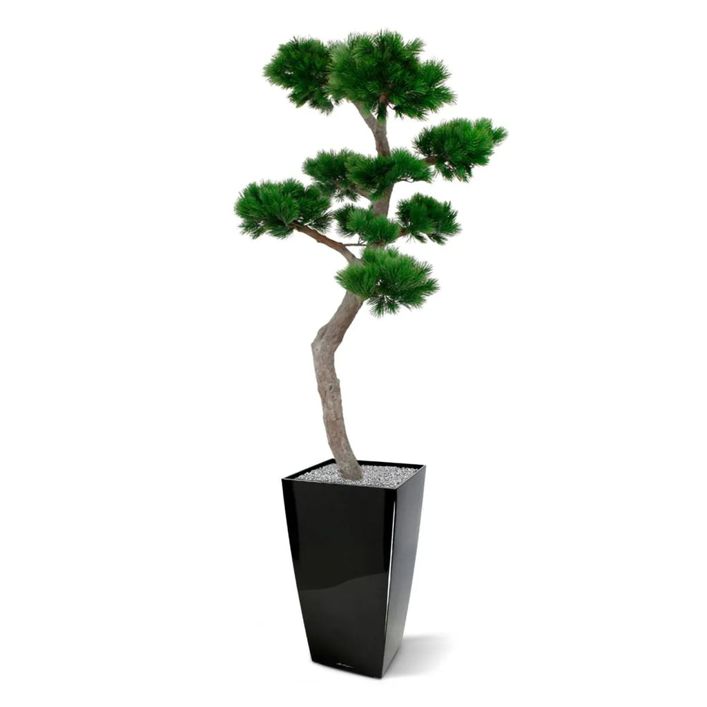 Luxe buitenkunstwerk: Pinus Bonsai XL met UV-bescherming