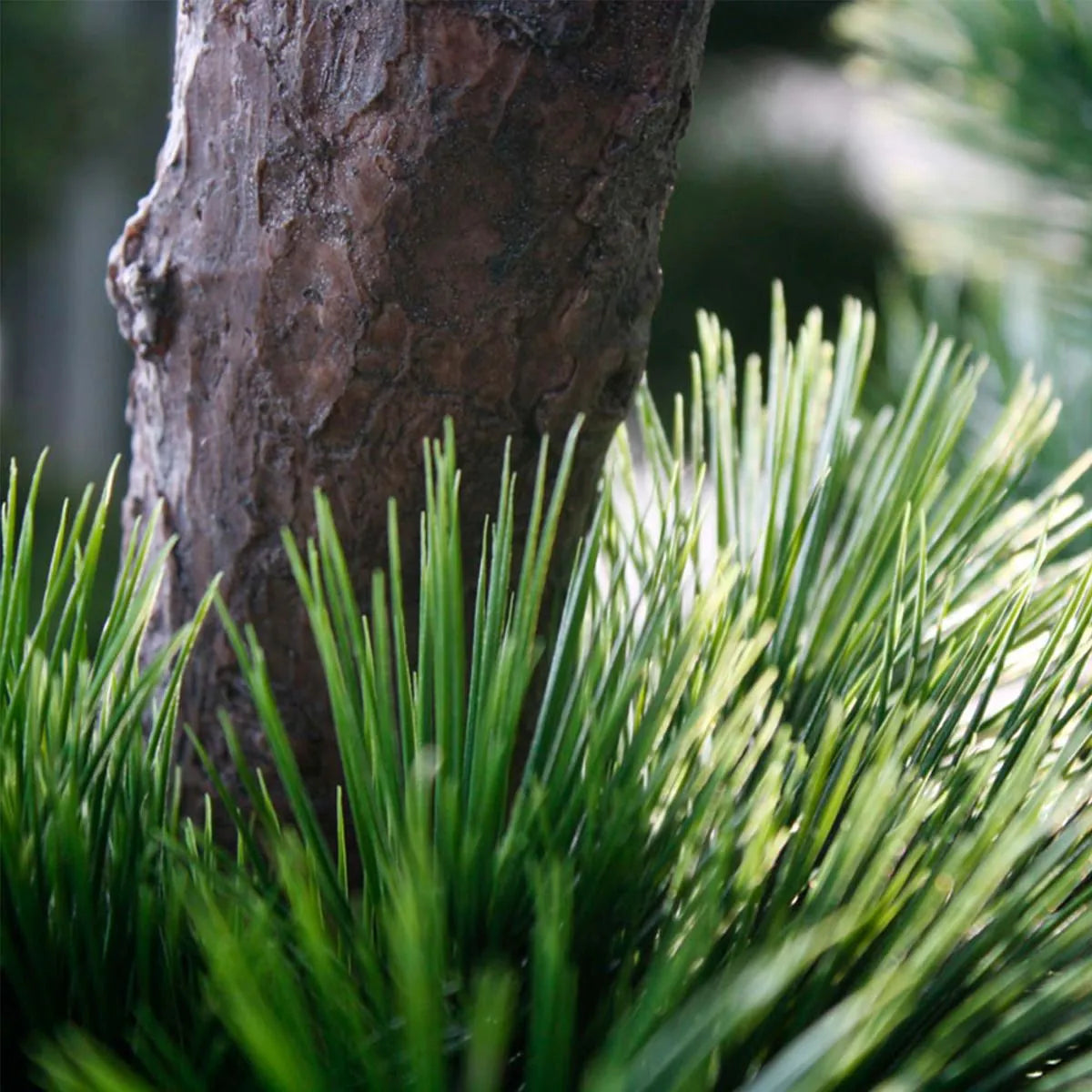 Luxe buitenkunstwerk: Pinus Bonsai XL met UV-bescherming