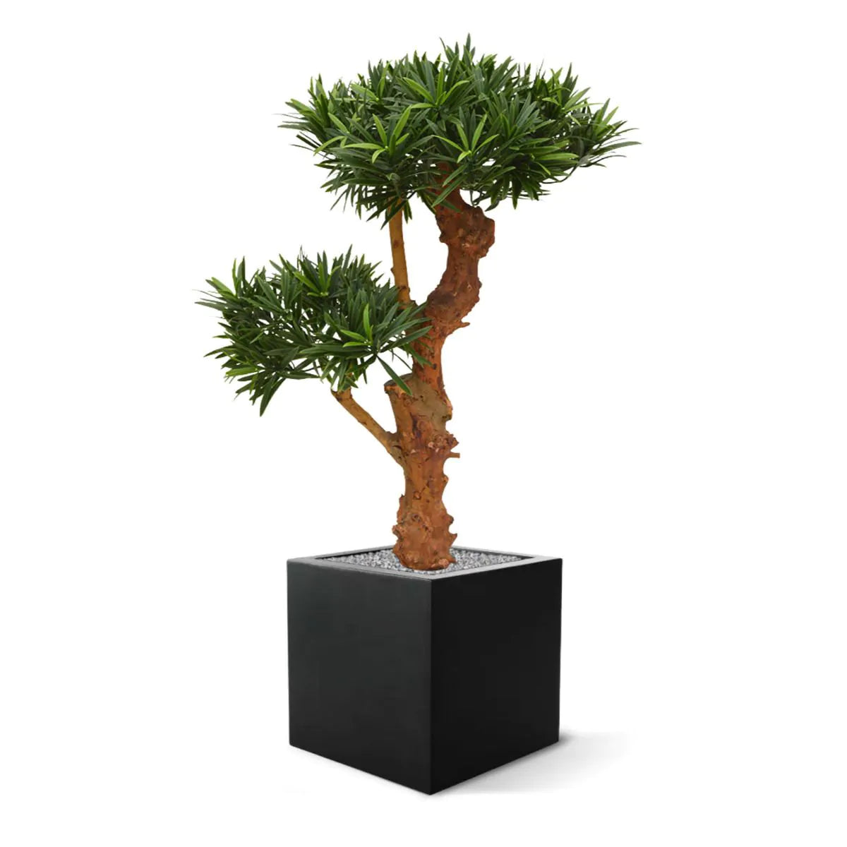Kunstmatige Podocarpus-plant voor buiten op een echte houten stam van 70 cm met UV-bescherming.