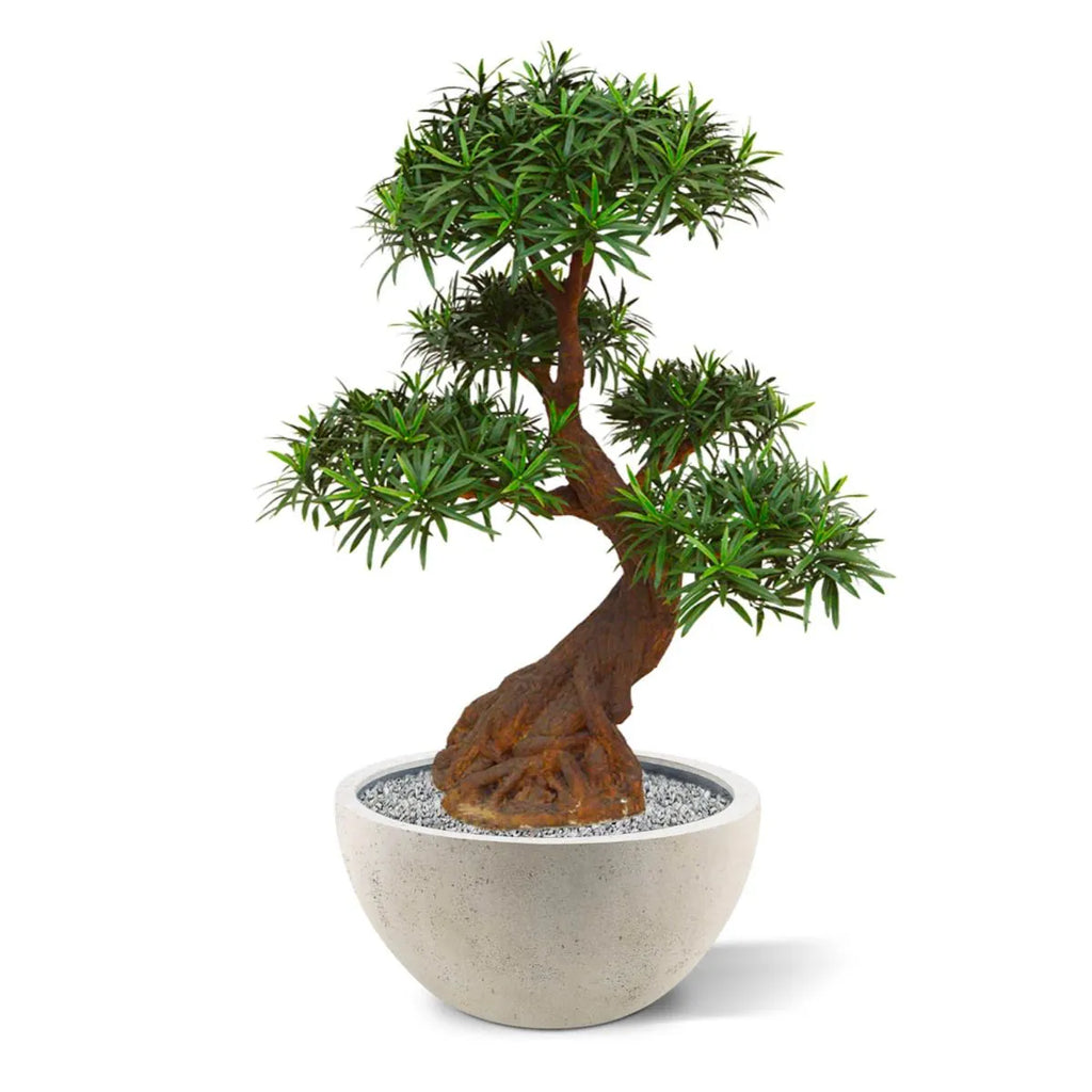 Luxe buitenkunst Podocarpus Bonsai x5 90 cm met UV-bescherming