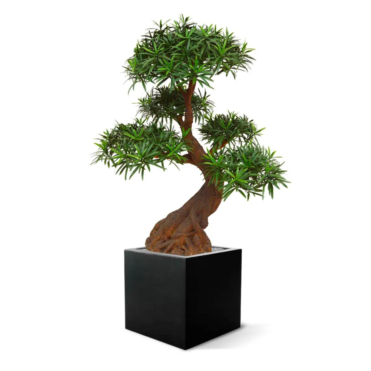 Luxe buitenkunst Podocarpus Bonsai x5 90 cm met UV-bescherming