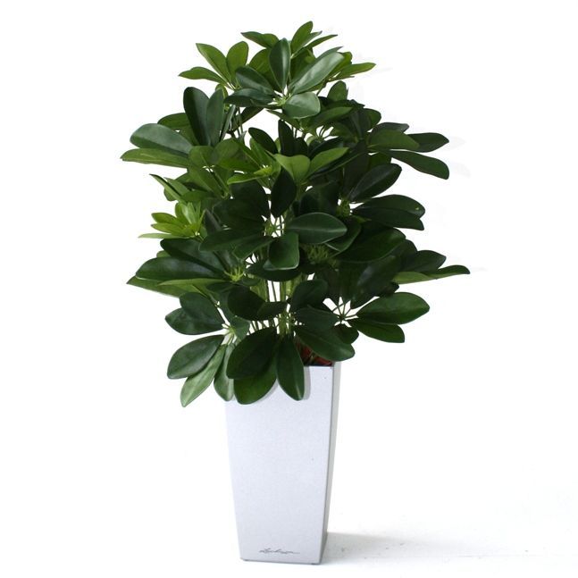 Raam Schefflera kunstplant 50cm