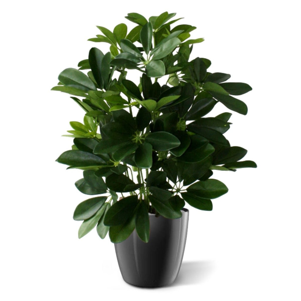Raam Schefflera kunstplant 50cm