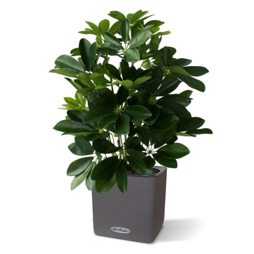Raam Schefflera kunstplant 50cm