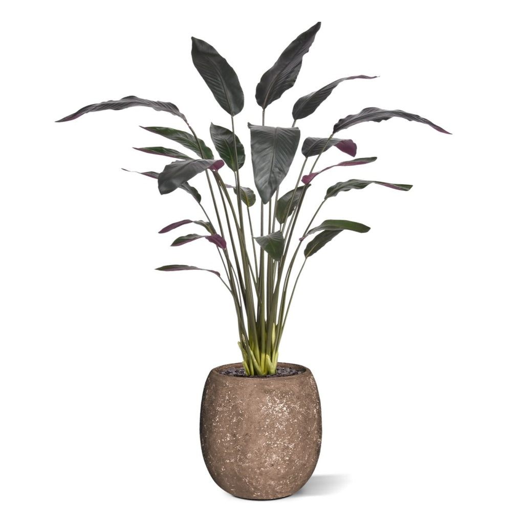 Red Calathea Luthea Kunstplant 140cm