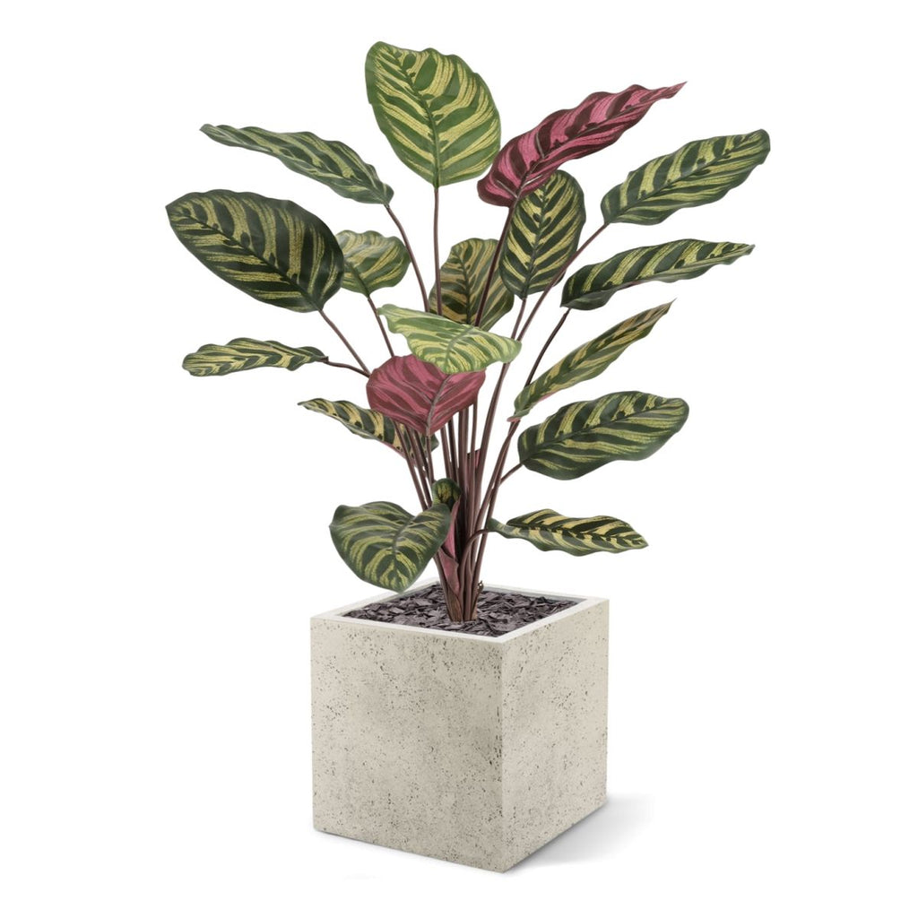 Red Calathea Makoyana FR Kunstplant 60cm