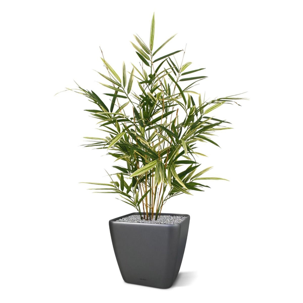Royal Bamboe kunstplant 70cm - bont