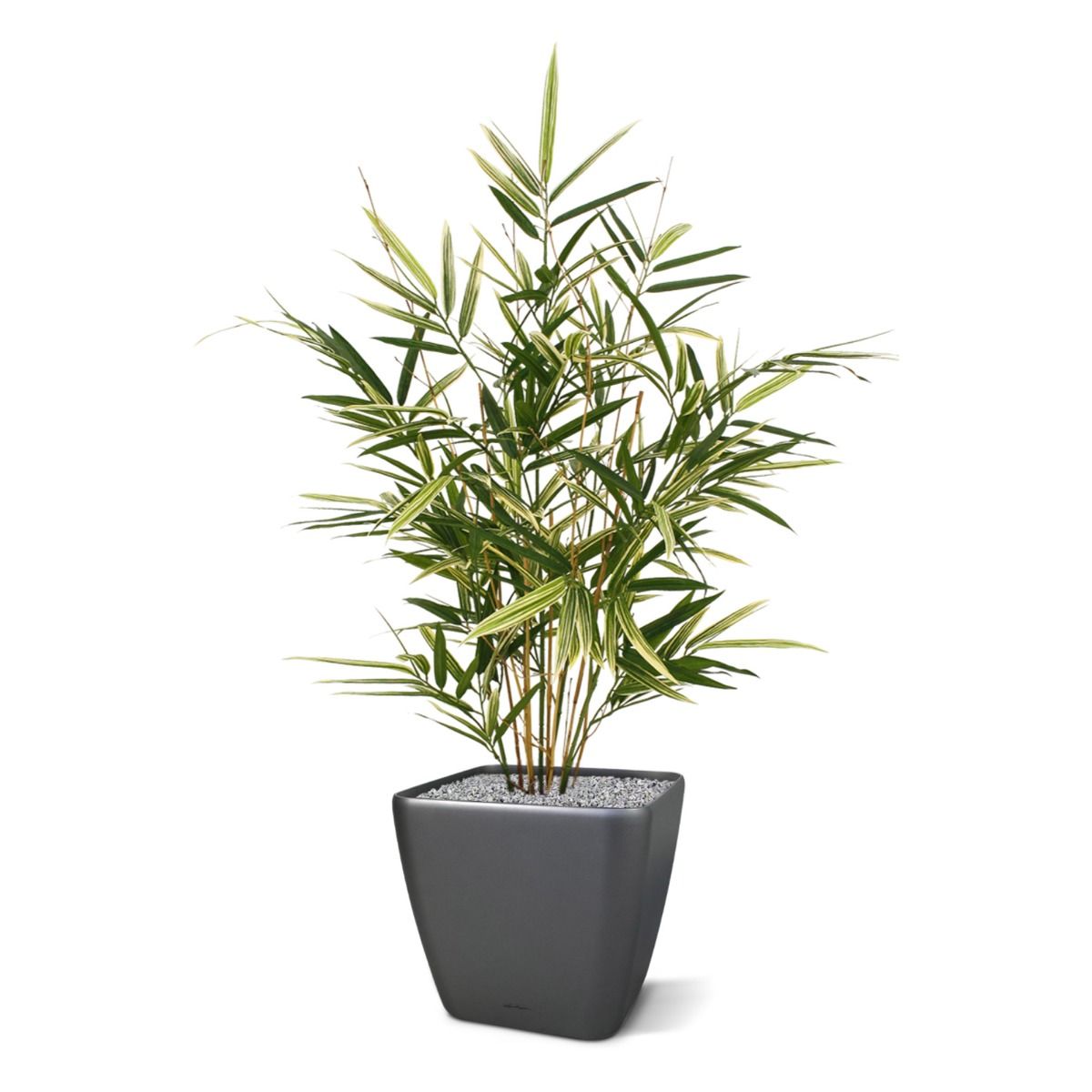 Royal Bamboe kunstplant 70cm - bont